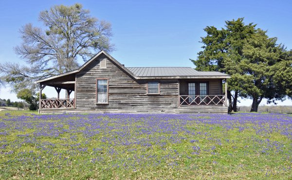 Texas Blue Bonnets