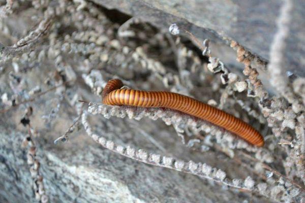 My trip to Alamo mountain in the Otero Mesa area by Dell City. Millipedes are cool