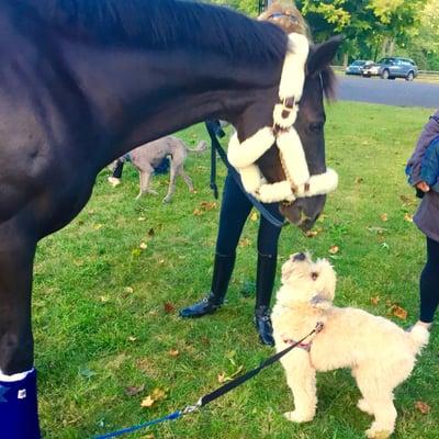 This little dog really loved the horses