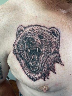 Grizzly bear black and grey