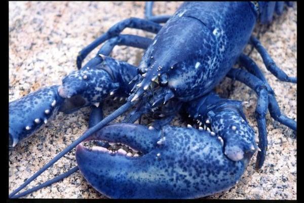 Blue Lobster Media