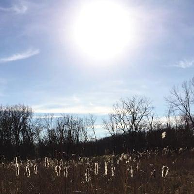 cattails catching the sun