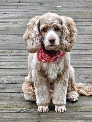 Nugget showing off her new hair cut.