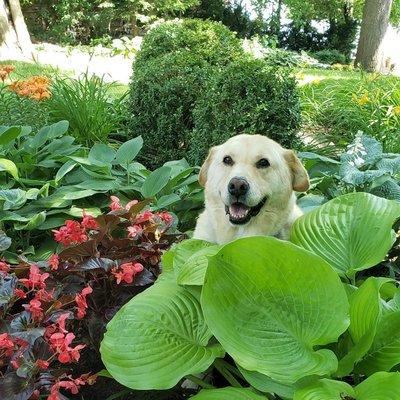 Here is Barney happy to be home and playing in the yard. His mobility has improved a lot since starting acupuncture.