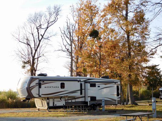 Mistletoe in Pin Oak above a cool 5th Wheel rig.