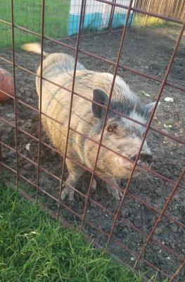 Polly , One of Tiny Hooves Rescue Pigs that was adopted in 2017