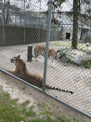 2 bengal tigers that were showing interest at the zoo keeper walking around the park.