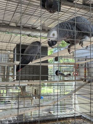 There were SO many great birds there, it was hard to spend time with them all. The greys were my personal favorite.