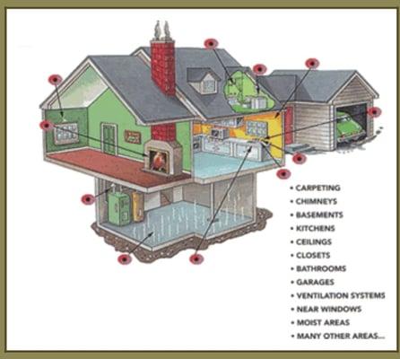 Where does mold grow?