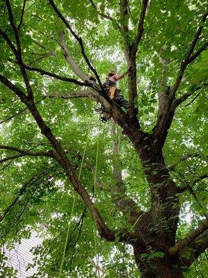 Family Tree Business