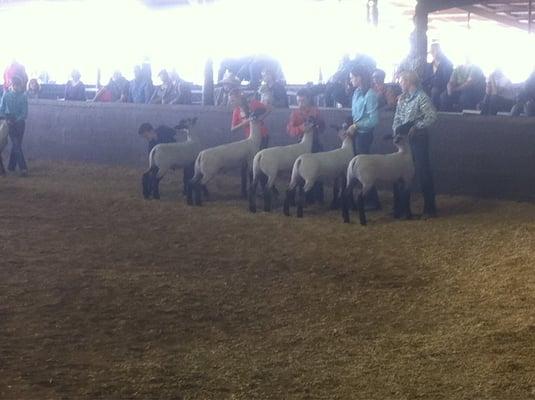 Sheep Beauty pageant