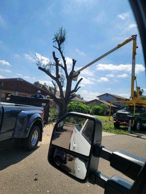 Tree removal