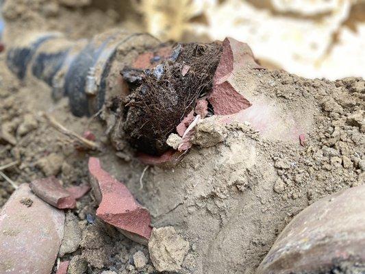 Major root Intrusion damaging terra cotta clay pipe