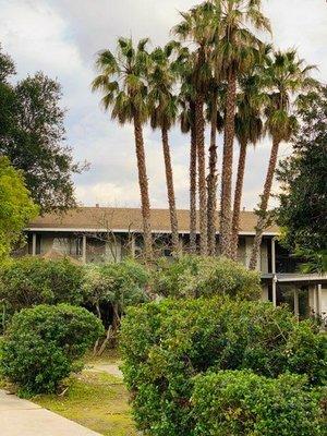 1158 Sunnyvale-Saratoga Rd (Palm Trees)