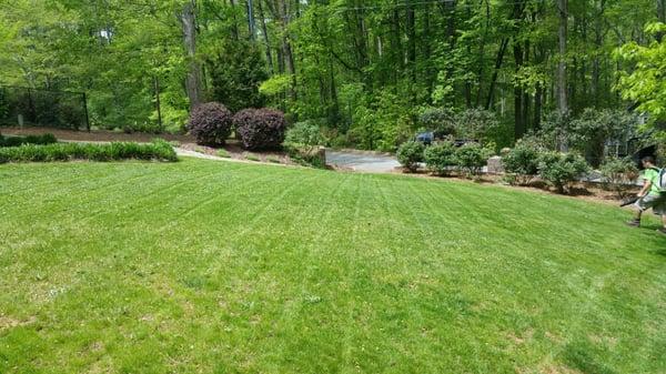 Great looking yard!