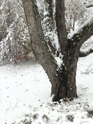 Woke up to snow (11/20/2016). Compare to same tree posted yesterday.