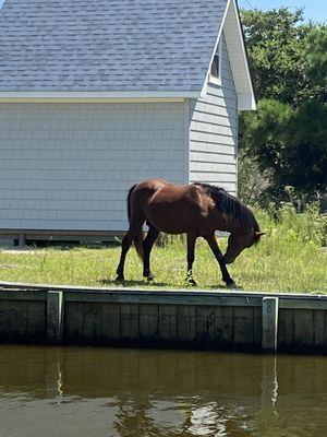 Young wild stallion, Corova Bch.