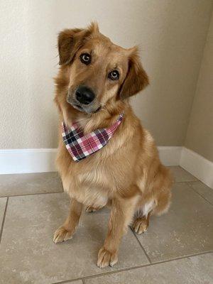 Hair and nail trim and new bandana.