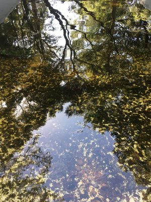 Reflection in their old swimming pool.