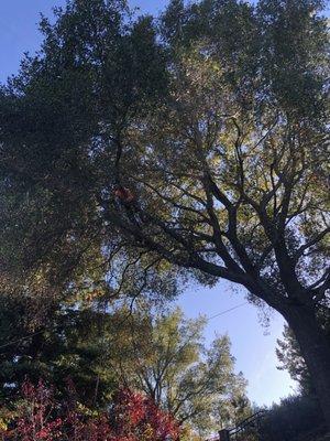 Pruning large oak tree located In Danville