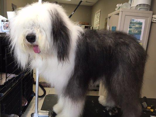 This is Oscar getting finished up on his Spa day!  He loves coming in to get his Grooming, Massage & Pedicure!