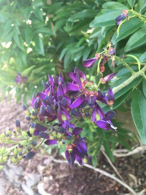 An evergreen wisteria vine that grows on an archway at the trail head.