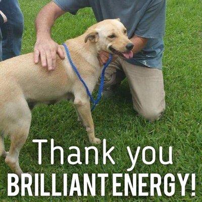 This dog was saved by a rescue thanks to Brilliant Energy’s donation!