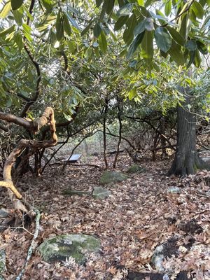 Rhododendrons over-archiing the trail