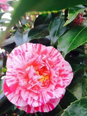 Camelia