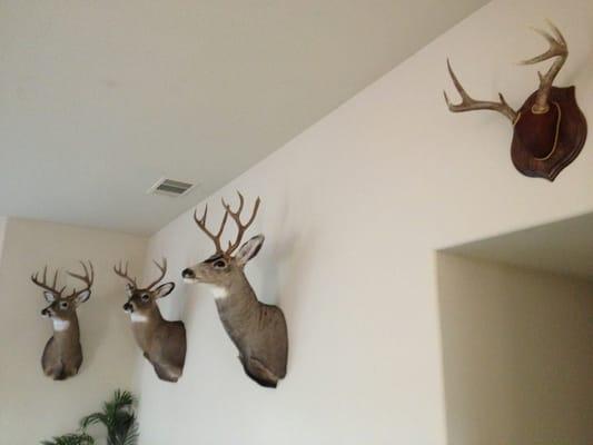 Monument Taxidermy