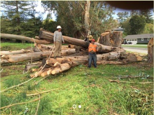 Arborist View Tree Care