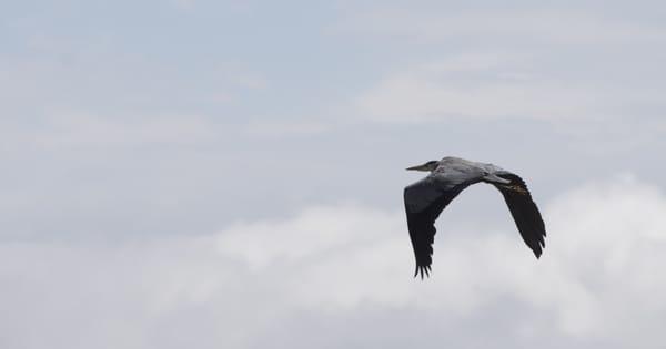 Blue heron in flight