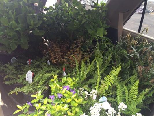 Gorgeous healthy ferns and hydrangeas. We filled up our four-runner.