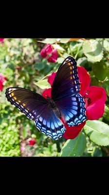 Adopt-A-Plant Greenhouses