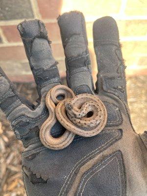 A Dekay's brown snake found in Alexandria, VA.