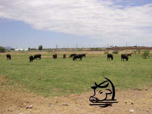 Red Mountain Cattle