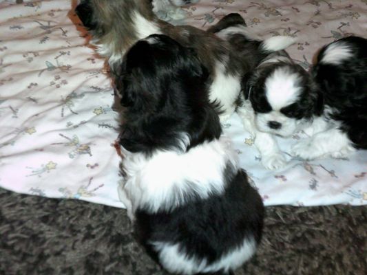 Shih Tzu Puppies at 4 weeks