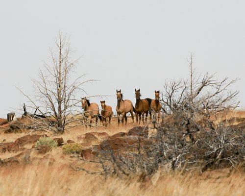 Steens Mountain Guest Ranch