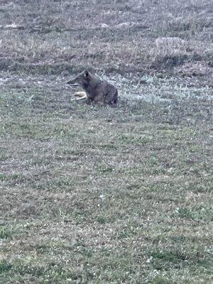 Coy-dog followed my on my dog walk this morning. A little bit disconcerting. I will be 'carrying' tomorrow.