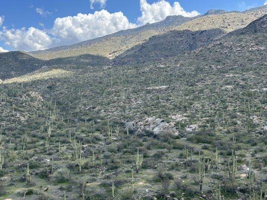 Saguaro National Park