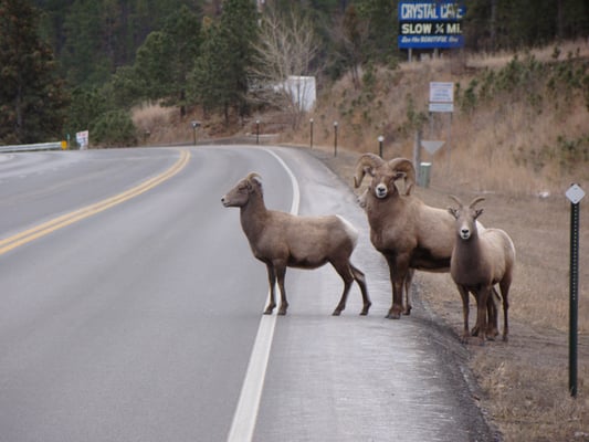 Mountain Sheep on Hwy 44 west of Rapid City