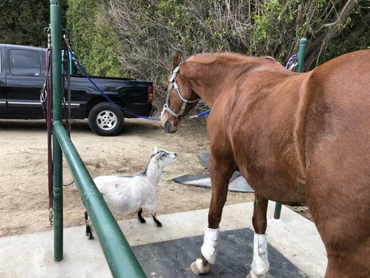 Mercedes and Olaf having a meeting