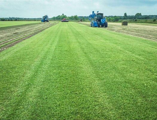 Crowne Zoysia Field