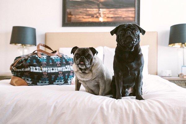 My pugs loved their stay at Surfhouse!