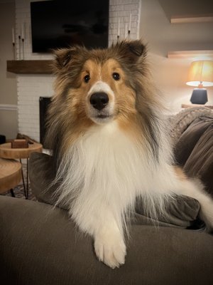 Barry after his grooming appointment with Tasha!