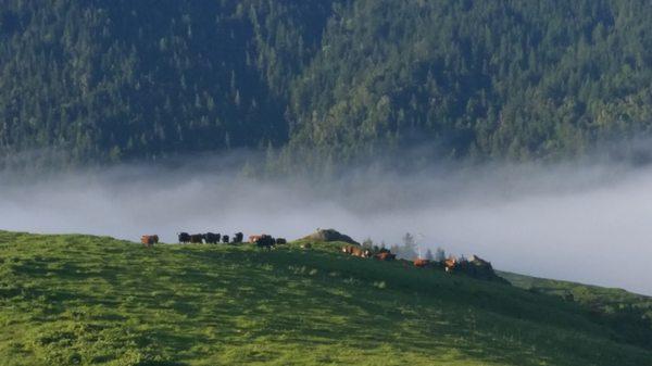 A misty morning in Bear River.