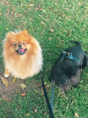 Scarlett & Leila at the Bark park