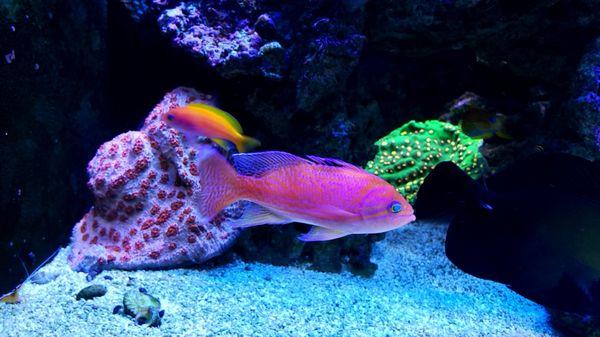 Bimaculatus Anthias with Live chalice corals