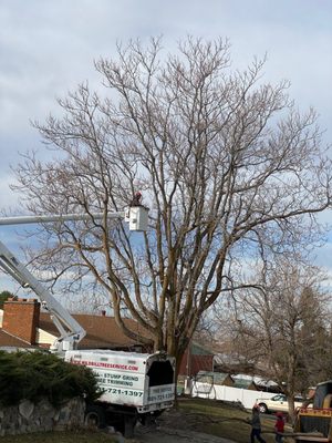 Tree removal