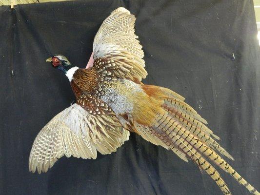 Pheasant Mount